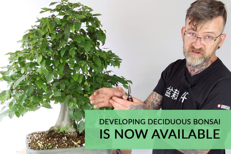 hornbeam bonsai empire